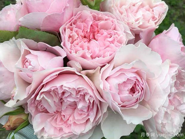 谢莉尔月季(图2) 谢莉尔月季/谢丽尔月季(图2)