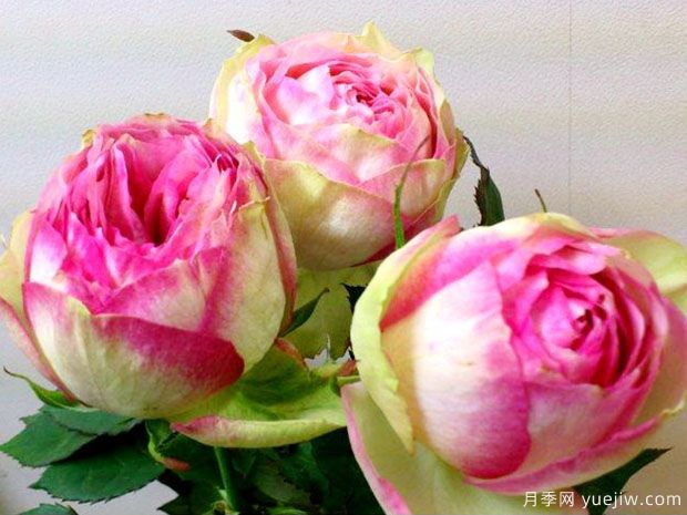 朱诺利巴斯圣杯月季的优缺点是什么？(图1)