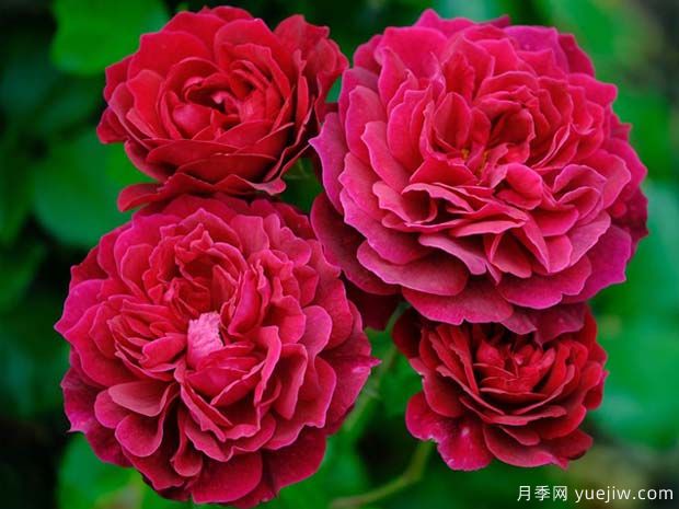 普洛斯彼罗月季/米兰公爵月季(图1)