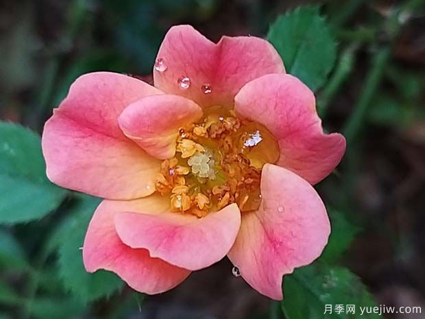 快乐的家伙月季(图1) 快乐的家伙月季(图1)