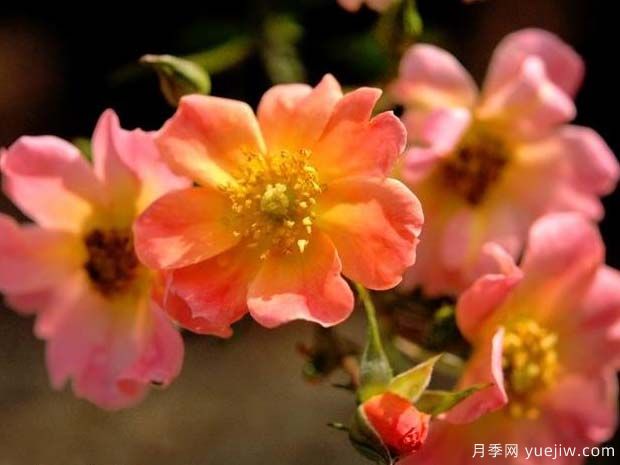 快乐的家伙月季(图2) 快乐的家伙月季(图2)