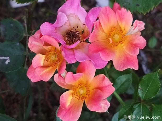 快乐的家伙月季(图3) 快乐的家伙月季(图3)