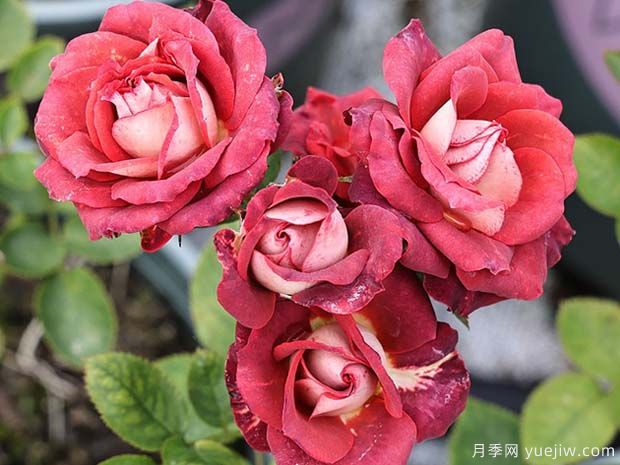 提拉米苏月季(图1) 提拉米苏月季(图1)