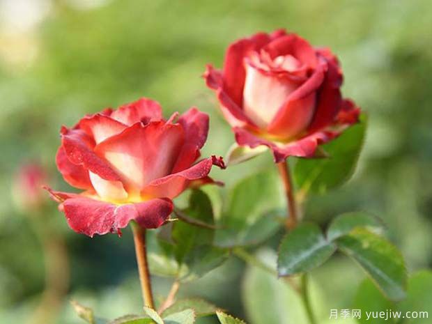 提拉米苏月季(图3) 提拉米苏月季(图3)