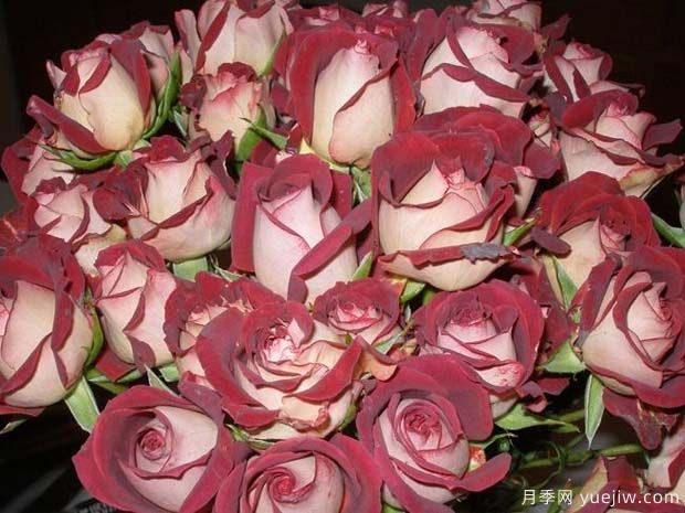 提拉米苏月季(图2) 提拉米苏月季(图2)