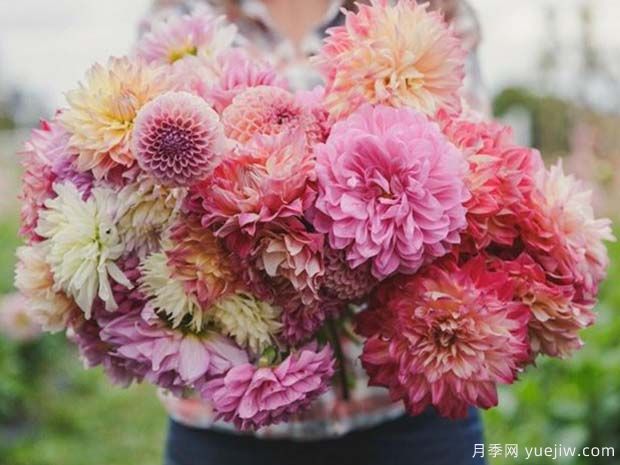 防止大丽花茎秆脱叶的办法?(图1) 防止大丽花茎秆脱叶的办法?(图1)