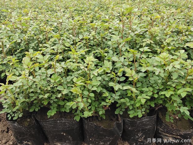 2月份苗圃管理工作重点(图1) 2月份苗圃管理工作重点(图1)