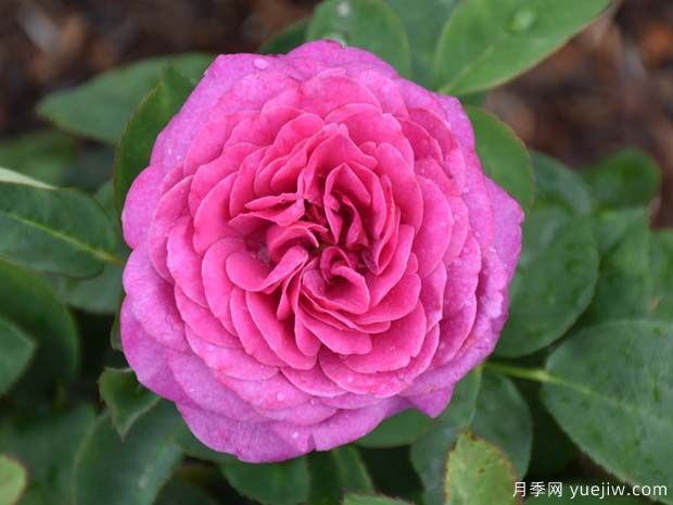 海蒂克鲁姆月季/海蒂克拉姆Heidi Klum(图2)