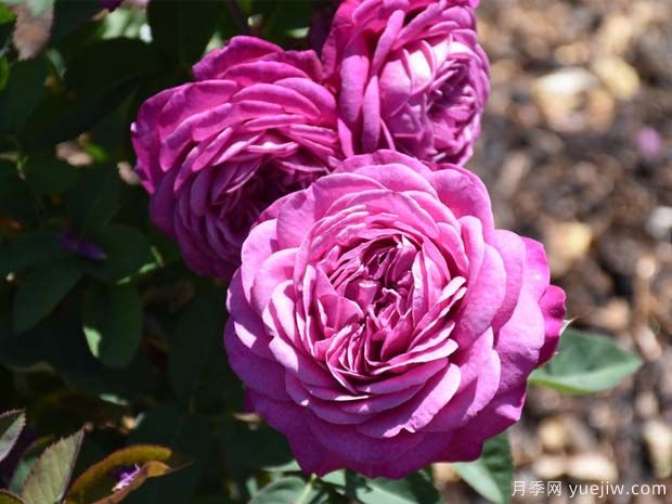 海蒂克鲁姆月季/海蒂克拉姆Heidi Klum(图3)