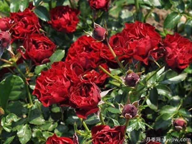 珊瑚小精灵月季(图1) 珊瑚小精灵月季(图1)