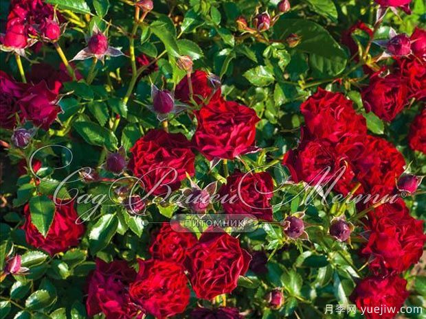 珊瑚小精灵月季(图2) 珊瑚小精灵月季(图2)