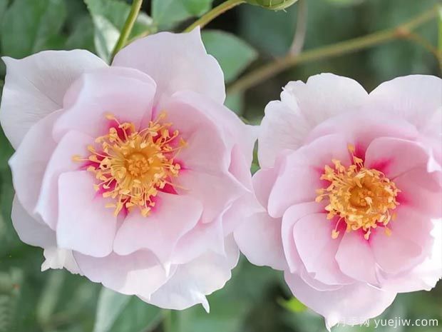 一见钟情月季/至爱月季(图1) 一见钟情月季/至爱月季(图1)