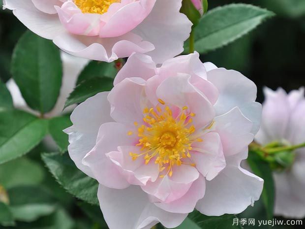 一见钟情月季/至爱月季(图2) 一见钟情月季/至爱月季(图2)