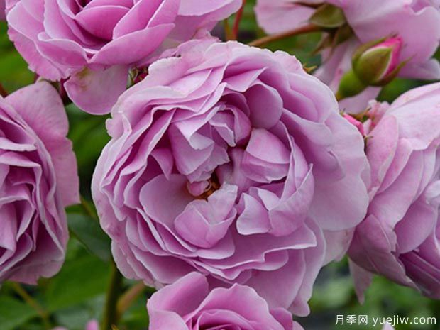 序章月季(图1) 序章月季(图1)