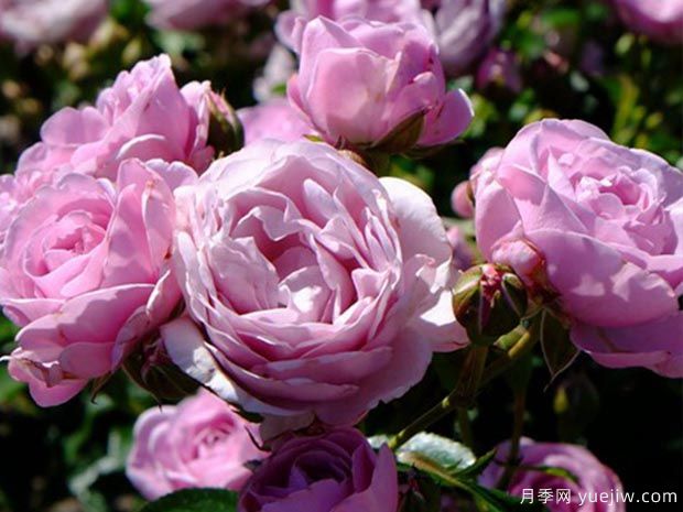 序章月季(图2) 序章月季(图2)