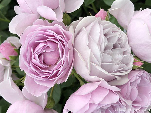 序章月季(图3) 序章月季(图3)