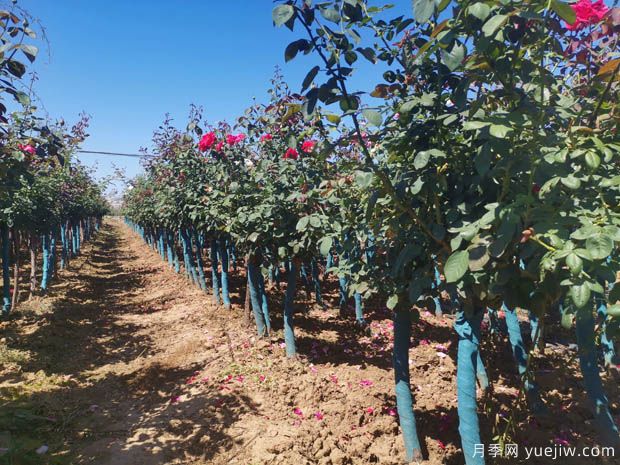 春季花卉苗木应该如何修剪？不同类别要不同对待(图1)