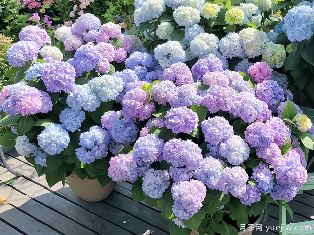 28个优秀绣球品种，花团簇簇，花色梦幻(图1)