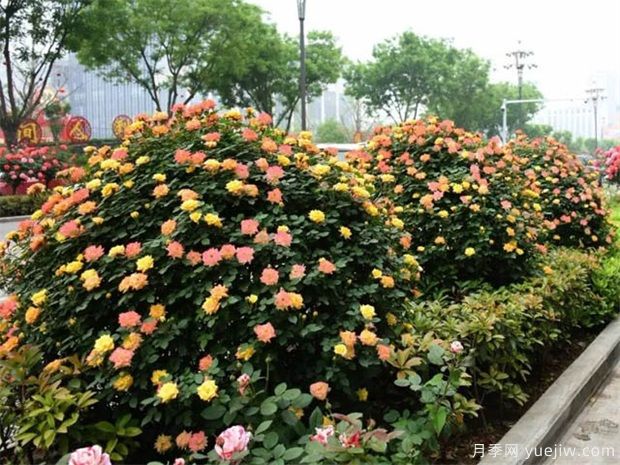 灌木球,月季花球,为景观设计画龙点睛(图2) 灌木球,月季花球,为景观设计画龙点睛(图2)