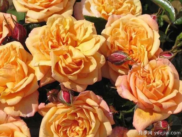 30款金黄色月季品种,金光闪闪玫瑰彰显土豪金霸气(图1) 30款金黄色月季品种,金光闪闪玫瑰彰显土豪金霸气(图1)