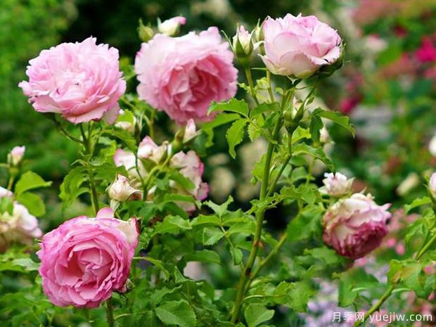 河本绊月季/纽带月季(图1) 河本绊月季/纽带月季(图3)