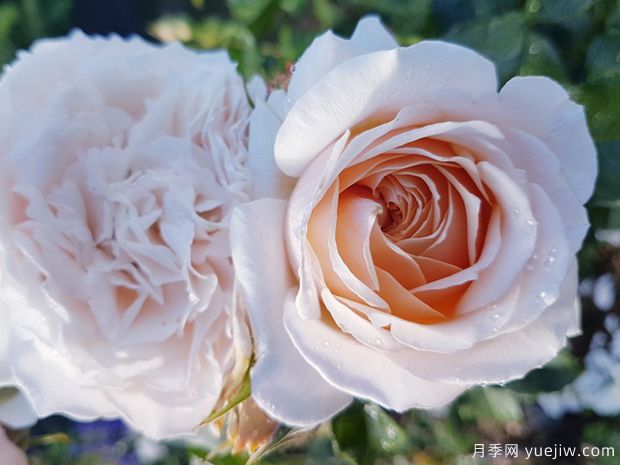 片刻月季/一瞬间月季(图1) 片刻月季/一瞬间月季(图1)