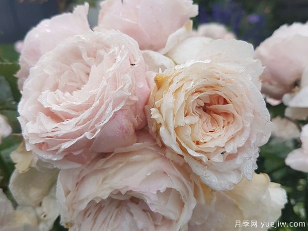 片刻月季/一瞬间月季(图3) 片刻月季/一瞬间月季(图3)