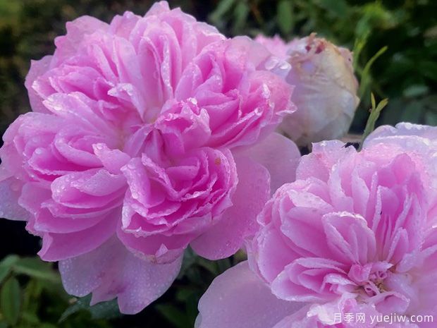 沃尔特斯科特爵士月季(图3) 沃尔特斯科特爵士月季(图3)