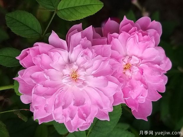 沃尔特斯科特爵士月季(图1) 沃尔特斯科特爵士月季(图1)