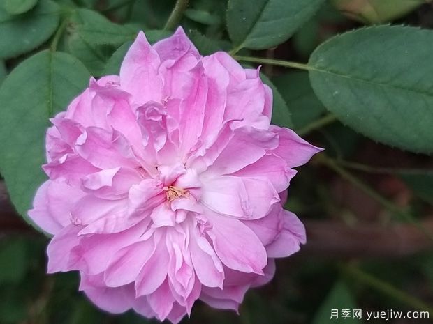 沃尔特斯科特爵士月季(图4) 沃尔特斯科特爵士月季(图4)