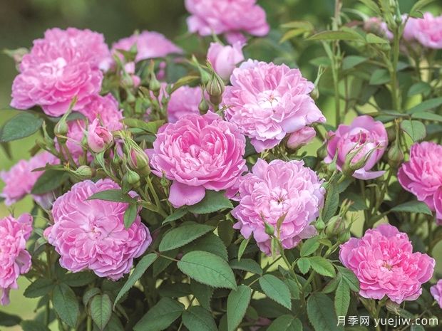 沃尔特斯科特爵士月季(图2) 沃尔特斯科特爵士月季(图2)