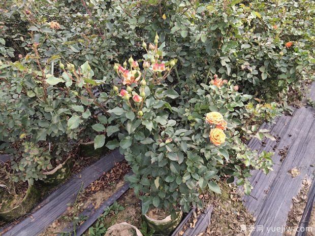 月季施肥过多烧根怎么办?3个办法妙手茁壮(图1) 月季施肥过多烧根怎么办?3个办法妙手茁壮(图1)