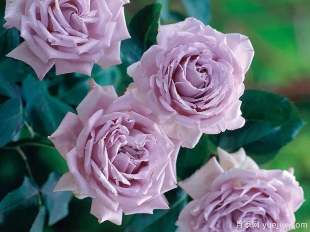 蓝色迷雾月季/蓝色迷漫月季(图2) 蓝色迷雾月季/蓝色迷漫月季(图2)