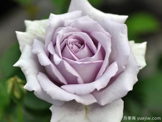 蓝色迷雾月季/蓝色迷漫月季(图1) 蓝色迷雾月季/蓝色迷漫月季(图1)