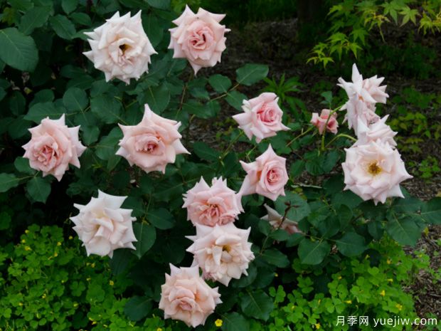温柔月季(图2)