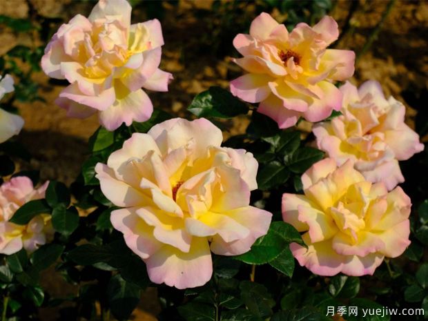 南宁南湖公园月季园2万株月季竞相绽放，美极了！(图2)