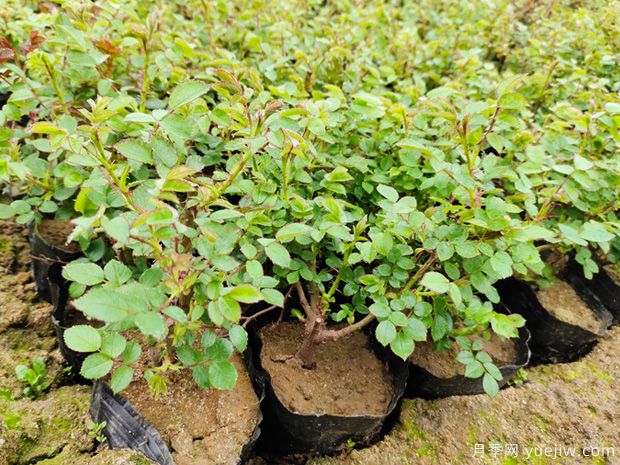 3月月季盆栽杯苗即将开始预定销售(图1) 3月月季盆栽杯苗即将开始预定销售(图1)