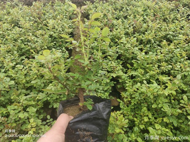 3月月季盆栽杯苗即将开始预定销售(图3) 3月月季盆栽杯苗即将开始预定销售(图3)