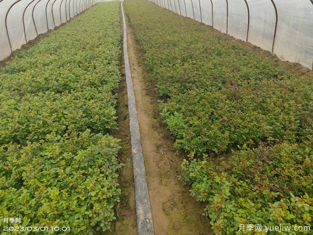 3月月季盆栽杯苗即将开始预定销售(图4) 3月月季盆栽杯苗即将开始预定销售(图4)