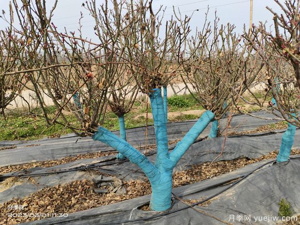 10-20公分大规格古桩月季价格是多少?(图2) 10-20公分大规格古桩月季哪里有批发?(图2)