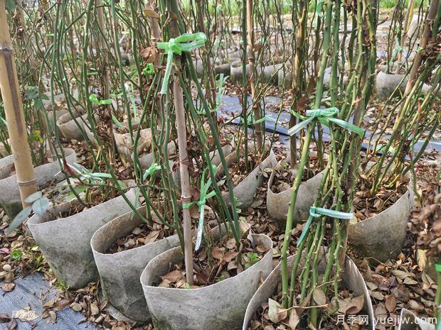 藤本月季批发基地,3月1.8米高爬藤价格(图2) 藤本月季批发基地,3月1.8米高爬藤价格(图2)