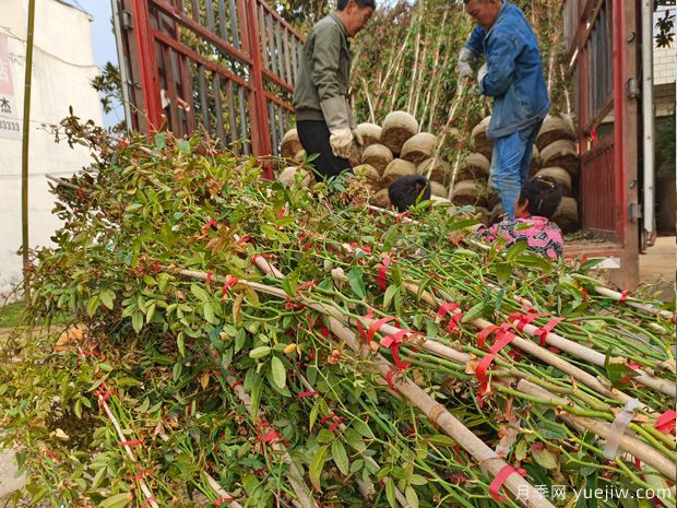 藤本月季批发基地,3月1.8米高爬藤价格(图3) 藤本月季批发基地,3月1.8米高爬藤价格(图3)