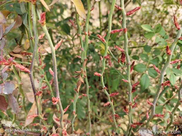 藤本月季批发基地,3月1.8米高爬藤价格(图4) 藤本月季批发基地,3月1.8米高爬藤价格(图4)