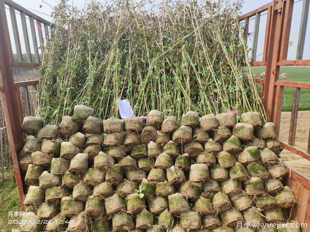 藤本月季批发基地,3月1.8米高爬藤价格(图6) 藤本月季批发基地,3月1.8米高爬藤价格(图6)