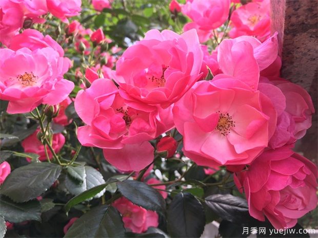 月季八大种类详解,了解月季如何使用(图1) 月季八大种类详解,了解月季如何使用(图1)