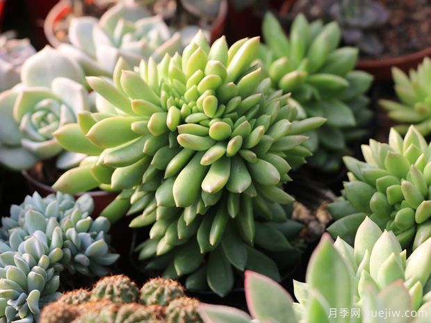 如何才能把多肉植物养的肥壮？养好根系的办法(图1)