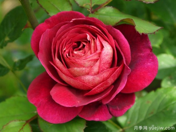 吉洛二百周年月季(图1) 吉洛二百周年月季/洛特二百年庆(图1)