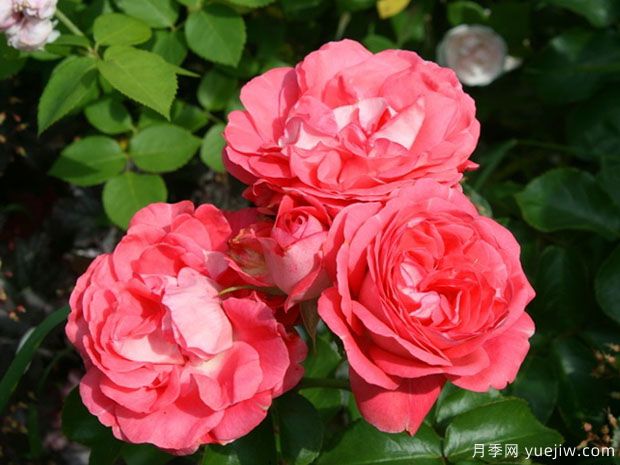 美丽多姆月季/百丽多姆月季(图1)