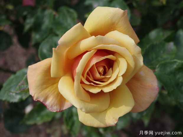 美好时光月季/百丽美女/贝里美女(图2)