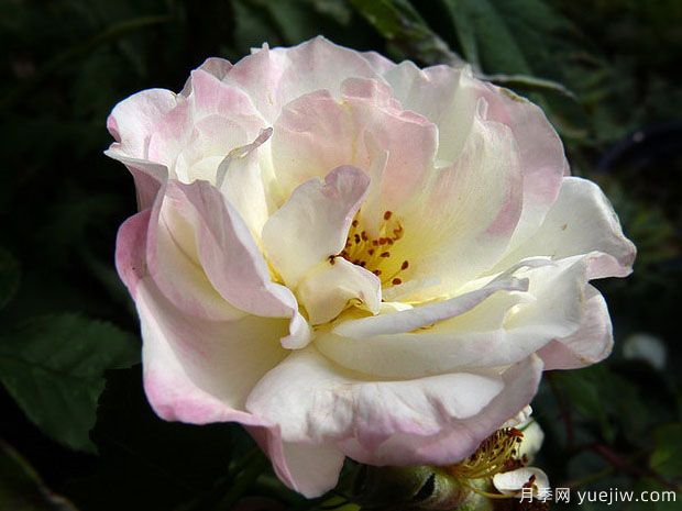 雅克玛丽的黎明月季(图1) 雅克玛丽的黎明月季(图1)